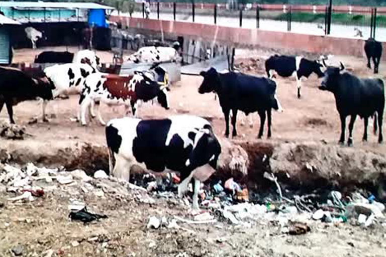 नगर निगम की लापरवाही जनता पर भारी शहर में  अवैध डेयरियां  बोलबाला  