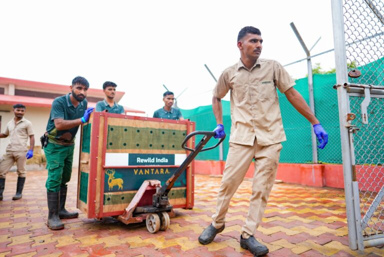 जामनगर से लाए गए चीतलों को कच्छ के 70 हेक्टेयर संरक्षित क्षेत्र में छोड़ा